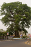 The Cotton Tree in Freetown, 2008