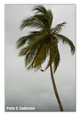 A Minister Bird flies past a palm tree.