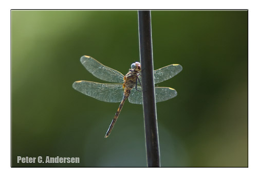 A dragonfly checks out an electrical cable.