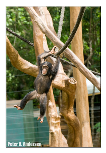 Tacugama Chimpanzee Sanctuary