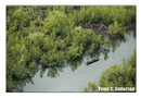 A canoe makes its way through a  mangrove swamp.